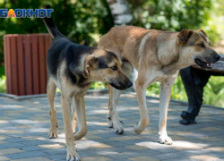 "Ждут пока псы порвут дитя": в Таганроге устроили облаву на бездомных собак, но горожане этому не верят