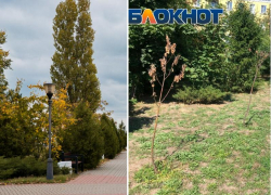 Повтор ошибок Октябрьской площади? На Пушкинской набережной Таганрога хотят сделать капельный полив