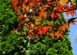 Какая погода будет в Ростовской области зимой