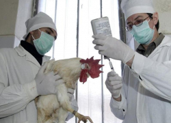 Новым видом птичьего гриппа заболели работники птицефабрики