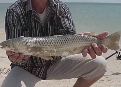 Пеленгаса и леща нельзя ловить в водоемах и на Азовском море