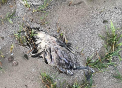  До лета три недели, а побережье Таганрогского залива усыпано трупами птиц