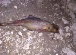 В Таганроге выбросило на берег запутавшуюся в сетях азовку