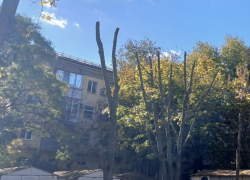 Ситуация с деревьями в 1-м Крепостном переулке: процедура оказалась законной и необходимой