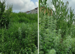 Джунгли? Нет, это Таганрог