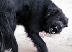  В Таганроге женщину покусала до полусмерти бродячая собака 