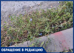 На Ломоносова дорогу залатали, но сорняки не вычистили — таганрожцы мучаются от аллергии