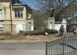 Несколько старых деревьев вырубили в Таганроге 