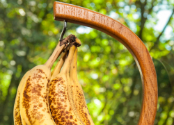 Будут пальмы и бананы? Тропическое потепление накрывает Таганрог