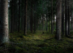 Таганрожцы не смогут отдыхать в лесах: с сегодняшнего дня вводятся ограничения