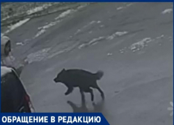 На видео попал момент нападения бездомной собаки на человека в Таганроге