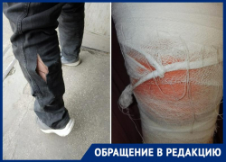 Нападения бездомных собак в Таганроге продолжаются