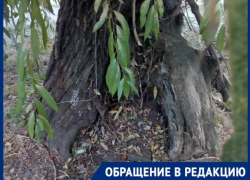 Спилить нельзя оставить: где поставить запятую в вопросе между жителями Таганрога и аварийным деревом