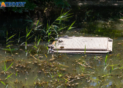 Черепаший пруд в «Дубках» Таганрога стал чище