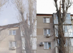 Упавшим деревьям не место на улицах Таганрога