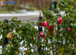 Зимушка-зима в Таганроге: прогноз погоды на рабочую неделю