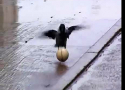 Российские вороны тоже увлечены футболом, одна из них почти миллионерша