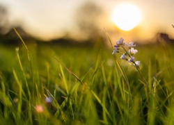 Кладбища по ул. Петлякова в Таганроге не будет 