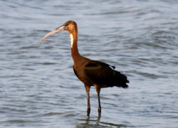 Таганрогский фотохудожник продемонстрировал любителям природы краснокнижную каравайку