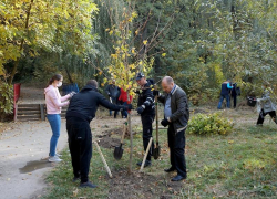 Клены и ивы появились в роще Дубки Таганрога, надолго ли?