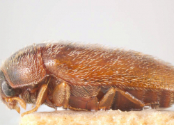 Ядовитый гость из Индии может угрожать таганрогским фермерам