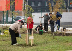 В сквере Комбайностроителей Таганрога высадили 19 кленов, в честь погибших участников СВО