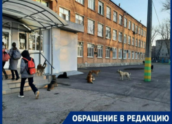 Родители боятся за детей: у школы №6 обосновалась стая собак