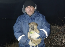 Спасатели Таганрога снова совершили чудо: второй щенок спасен из прибрежной расщелины