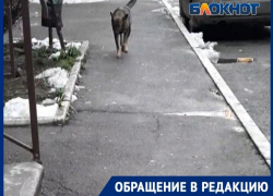 Может, «поговорить» с «руководителем стаи»? Таганрожцы снова жалуются на бездомных собак 