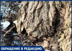 Опасное высохшее дерево может упасть на голову детям, которые идут через рощу Дубки