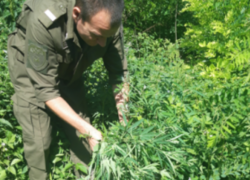 Таганрогские казаки вырубили 142 куста конопли