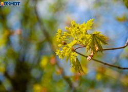 Первые выходные этой весны будут теплыми