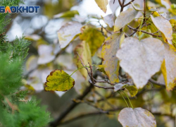 20 ноября — Федотов день для таганрожцев: встречаем зиму с мудростью предков