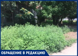 Цветёт и колосится: амброзию в Таганроге никто не косит