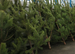 В этом году Таганрожцев порадовало отсутствие елочных свалок 