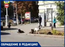 «Благоустройство» Таганрога  не реагирует на жалобы по бездомным собакам