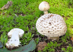  Мухомор не обязательно красного цвета: под Таганрогом встречается гриб, названный в честь итальянского врача