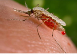 Роспотребнадзор призывает таганрожцев остерегаться комаров 