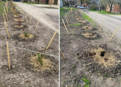 Всего несколько часов продержались розы, высаженные таганрожцами