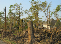 "Не благоустройство, а варварство": губернатор Слюсарь пришёл в негодование и запретил вырубку деревьев на Дону без жёсткого условия