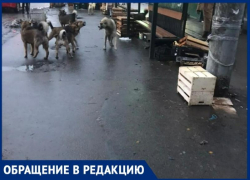 И снова собаки – агрессивные стаи на «Центральном рынке» пугают горожан