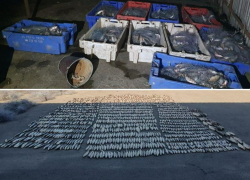 Под Таганрогом задержали браконьера с 2 тысячами рыб 