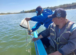 Ценные рыбы Таганрогского залива заселят и соседний Дон