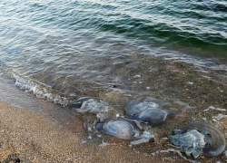 Нашествие медуз в Таганроге