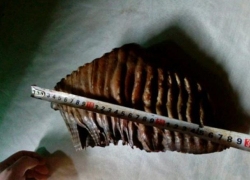 Таганроженка решила продать зуб мамонта за 2,8 млн рублей