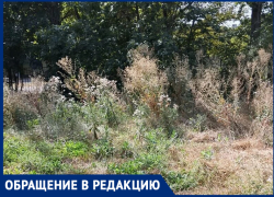 "Лопухи ростом с человека": Циолковский был бы в шоке от запустения в Таганроге