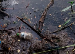 Черепашки тонут в мусоре несознательных таганрожцев 