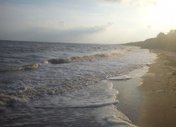 «Зелёный яд» наступает: токсичные водоросли из Таганрогского залива захватывают Азовское море