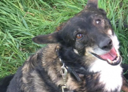 Под Таганрогом пропала собака 