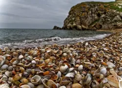 Новый азовский деликатес: моллюск анадара с берегов Таганрогского залива может попасть на наш стол